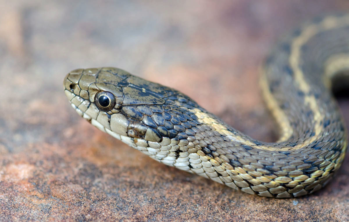 Terrestrial Gartersnake