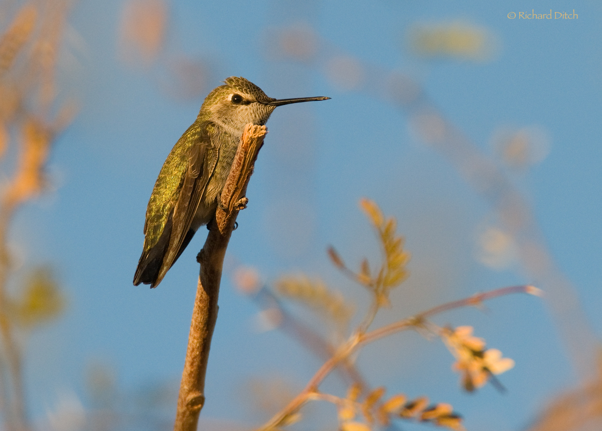 Anna's Hummingbird
