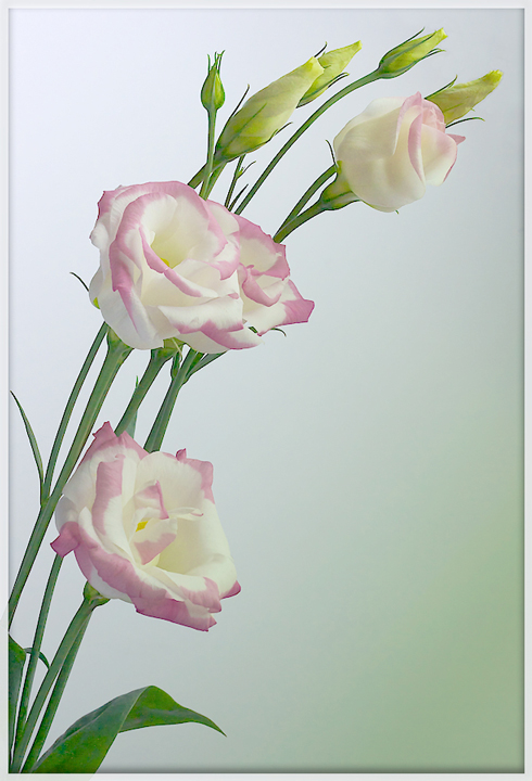Lisianthus