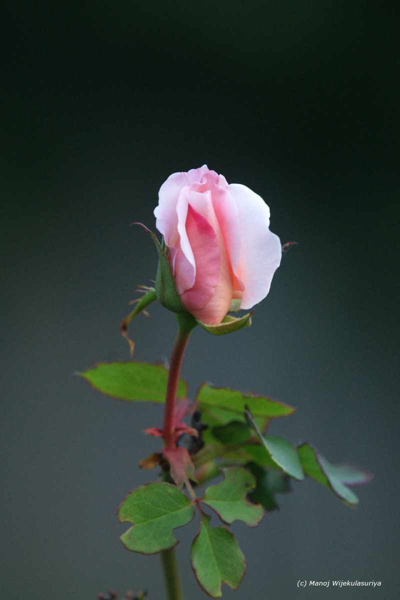 Garden Rose