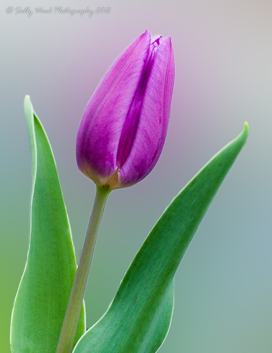 Dreamy Tulip
