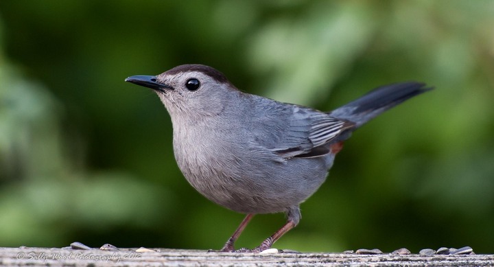 Catbird + repost