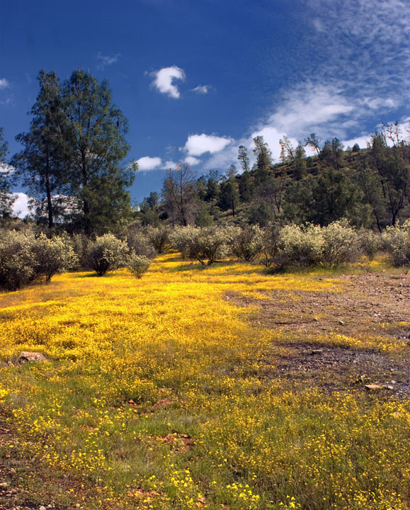Golden Spring