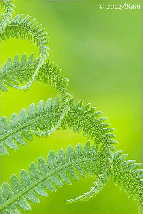 Fern Curls