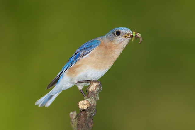 Bluebird with a mouthful