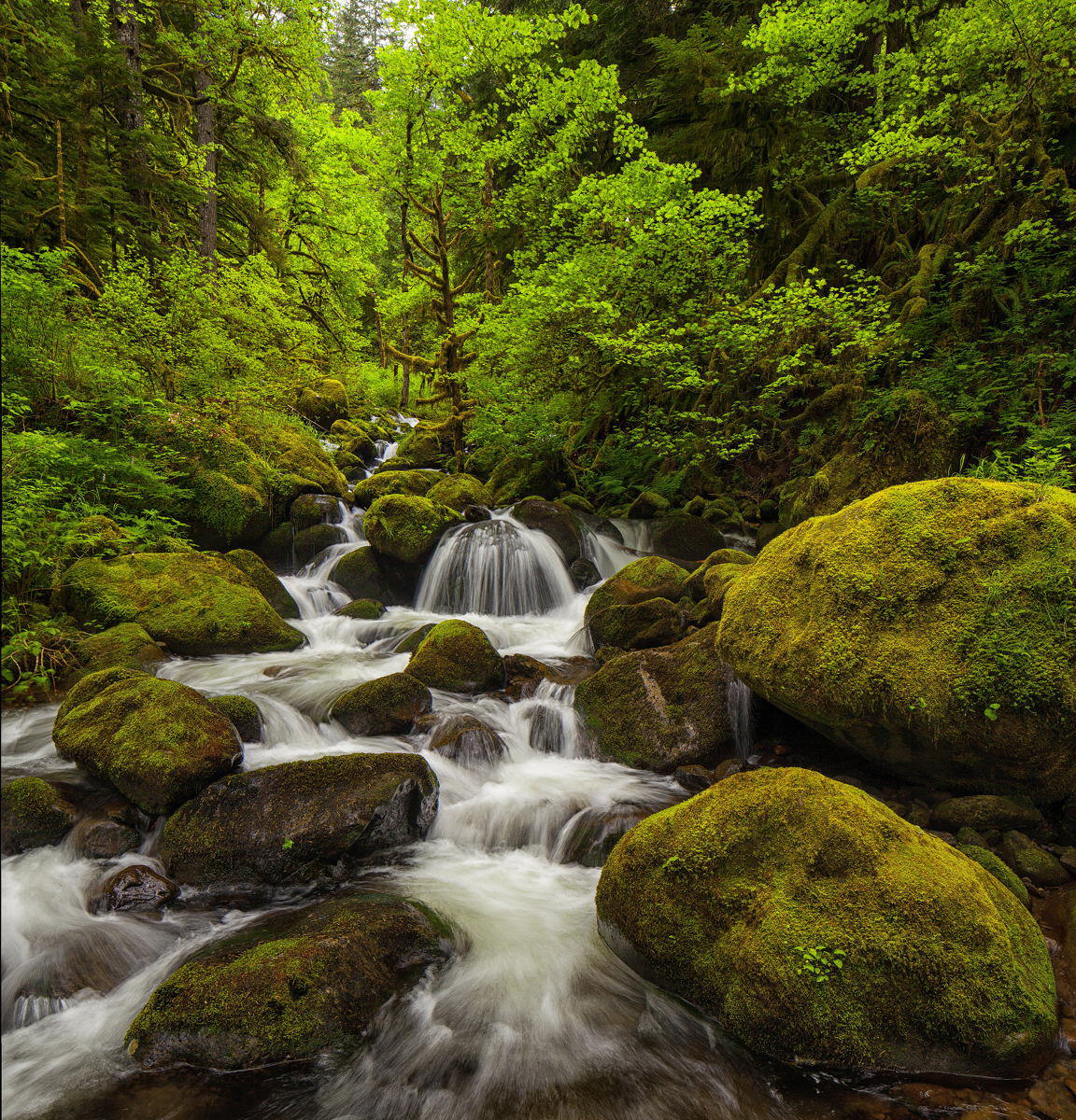 McCord Creek Spring 