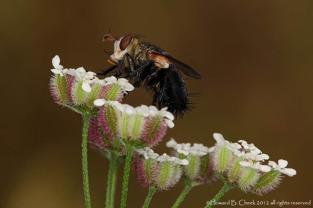 Queen Anne's Fly