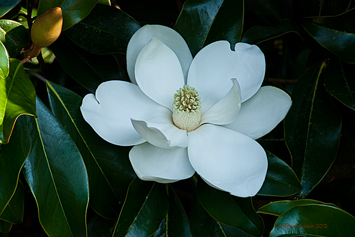 Bud to bloom