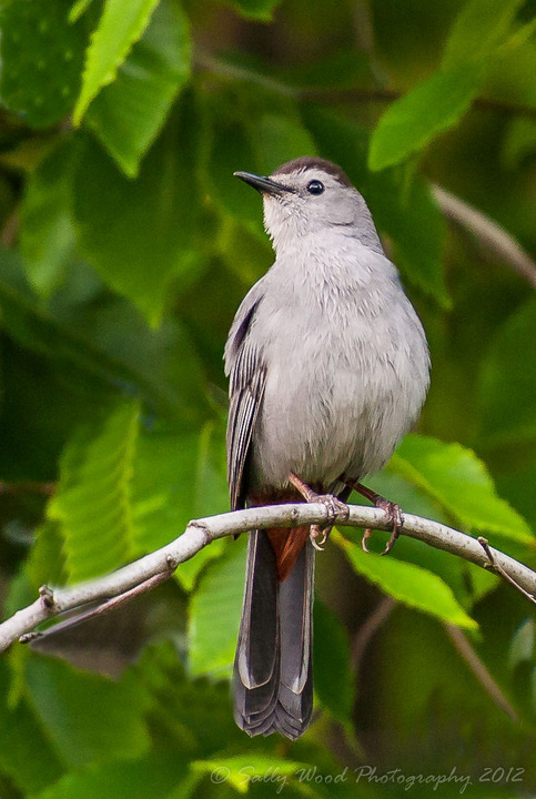 Gray Catbird + repost