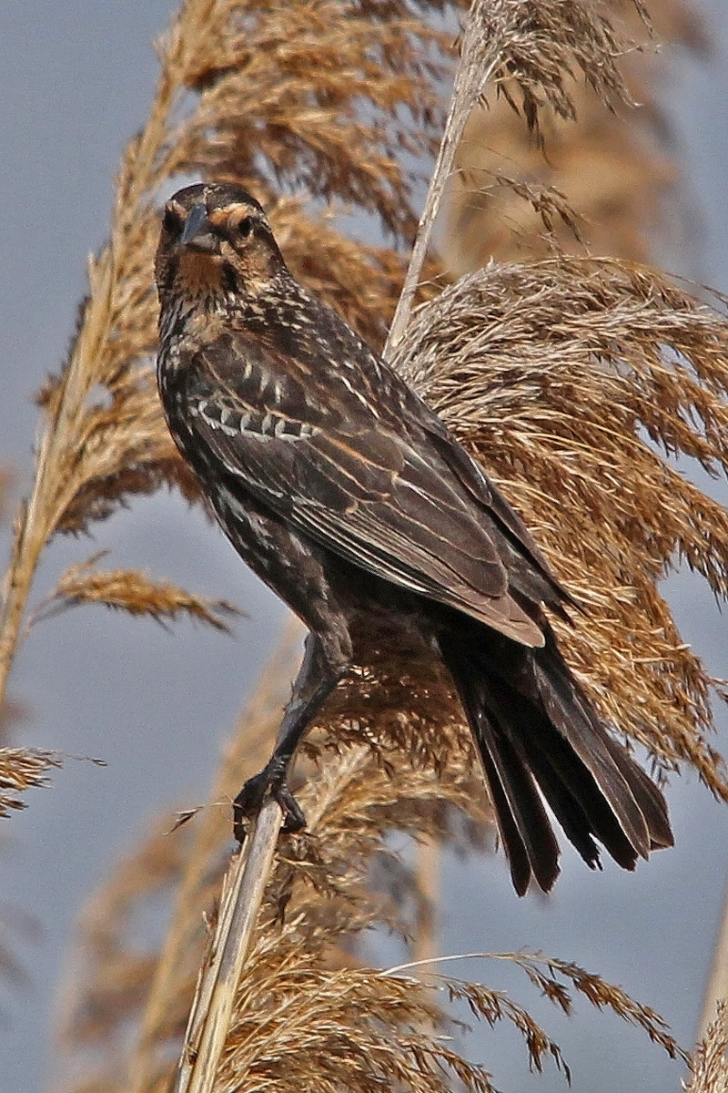 Female red wing BB