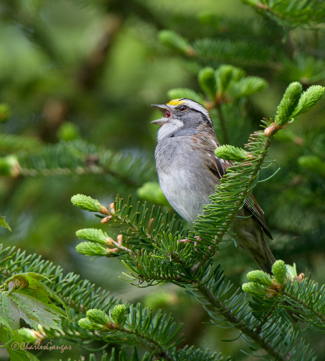 White-throated Sparrow