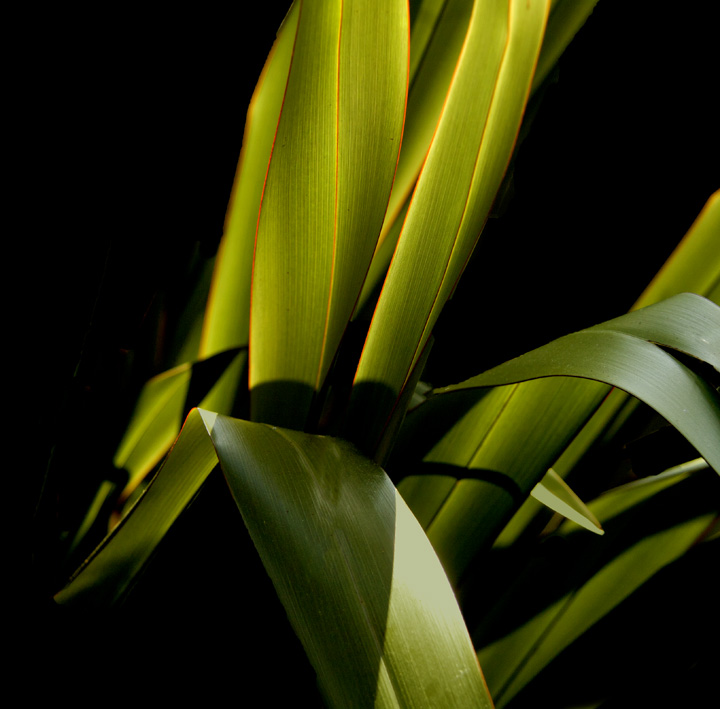 Phormium