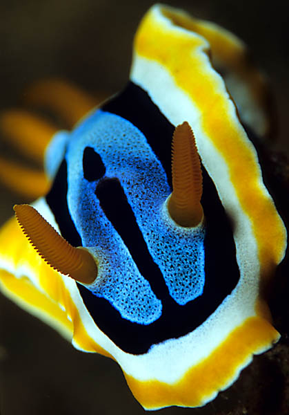 Underwater - Nudibranch