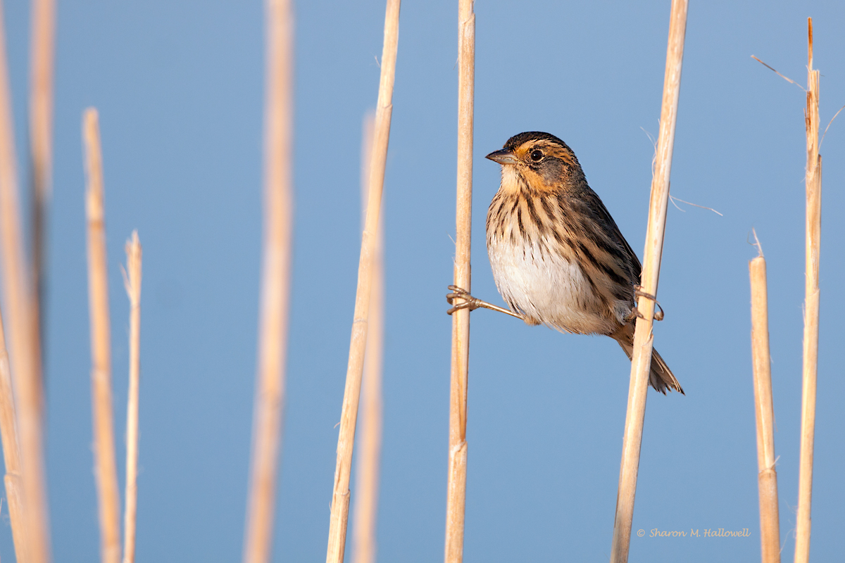 Sharp-tailed Sparrow