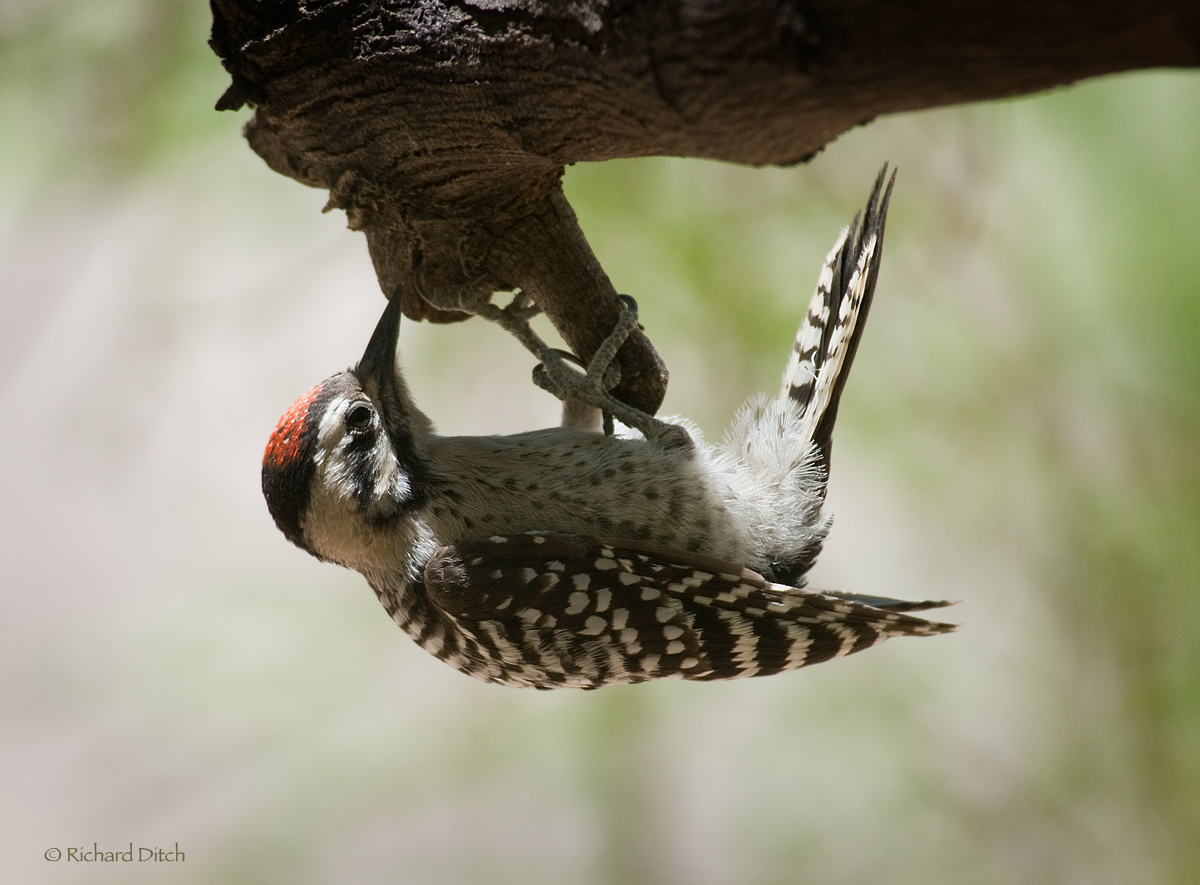 Ladder-backed Woodpecker