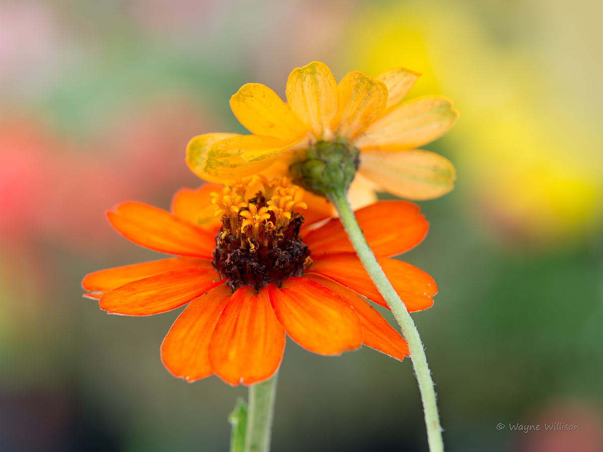 Two Zinnias