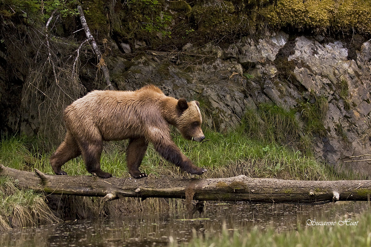 Grizzly bridge 