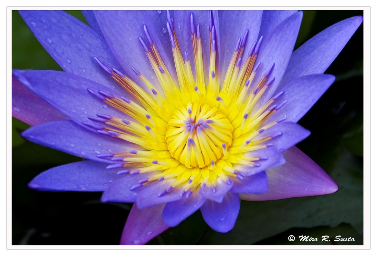 Purple Water Lily