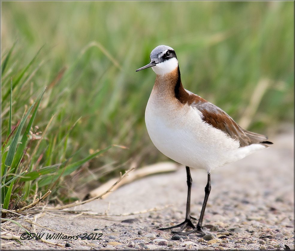 Wilson's Phalarope