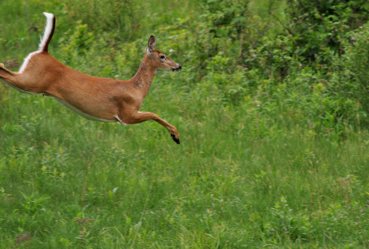Mother's Leap