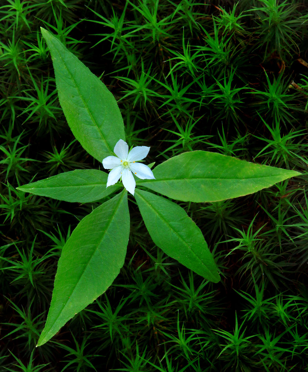 Woodland Star flower