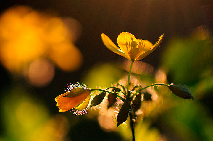 Celandine
