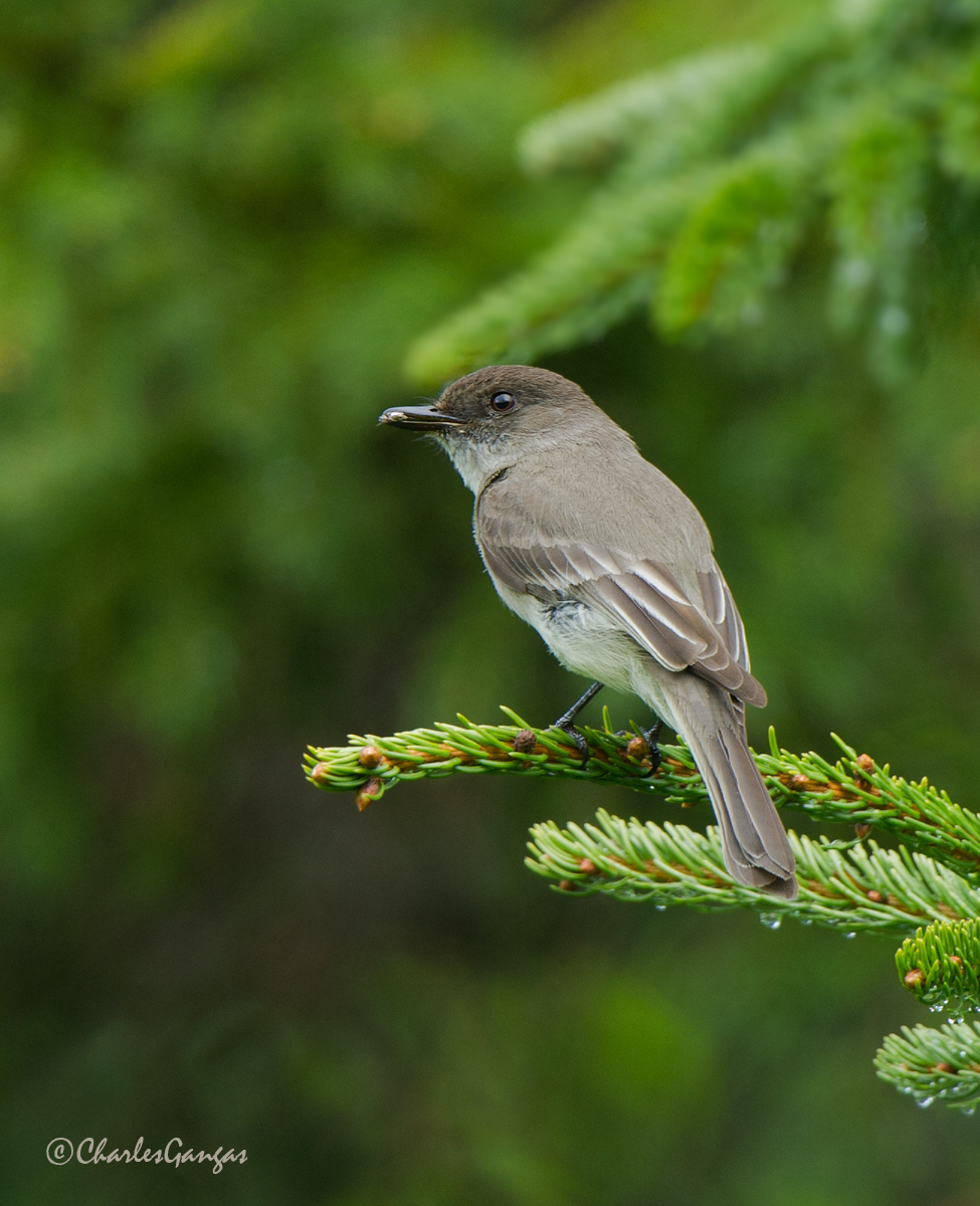 Eastern Phoebe