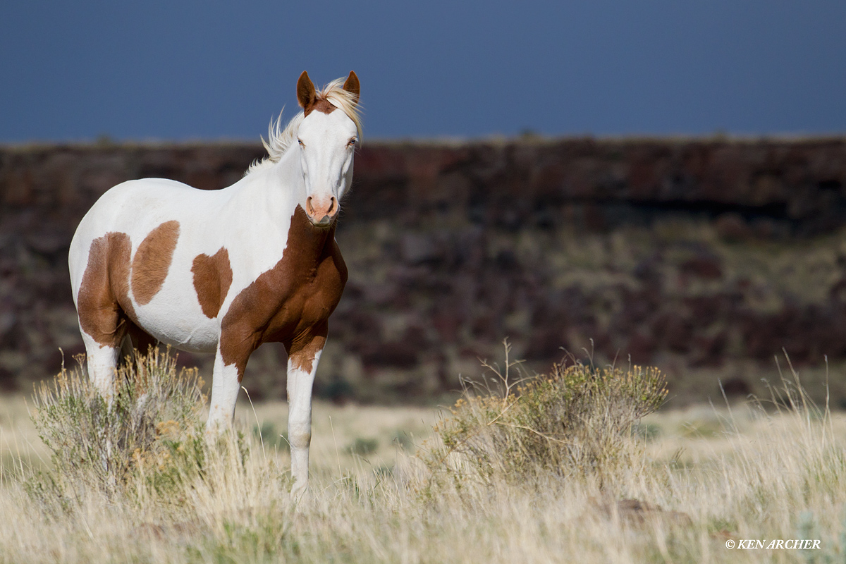Wild Horse