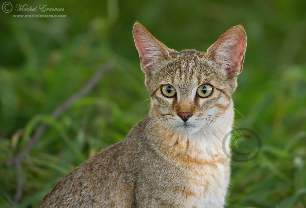 African Wild Cat Kitten