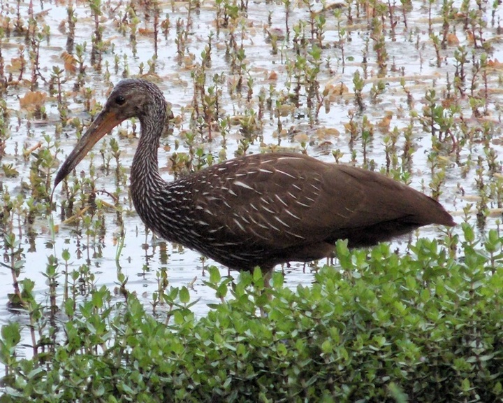 Limpkin after Beryl
