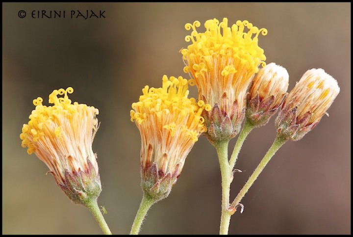 Sweetbush with Aphid