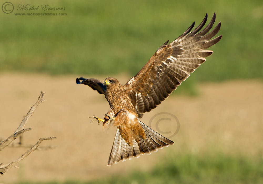 Black Kite (juvenile)