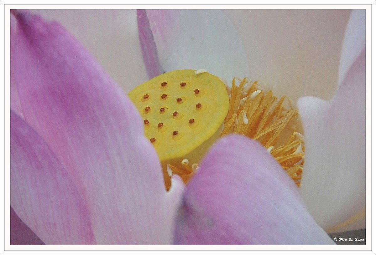 Lotus Flower