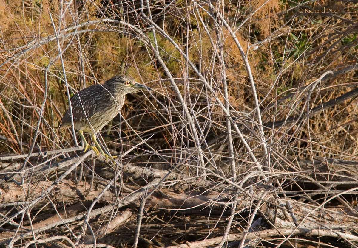 BC Night Heron