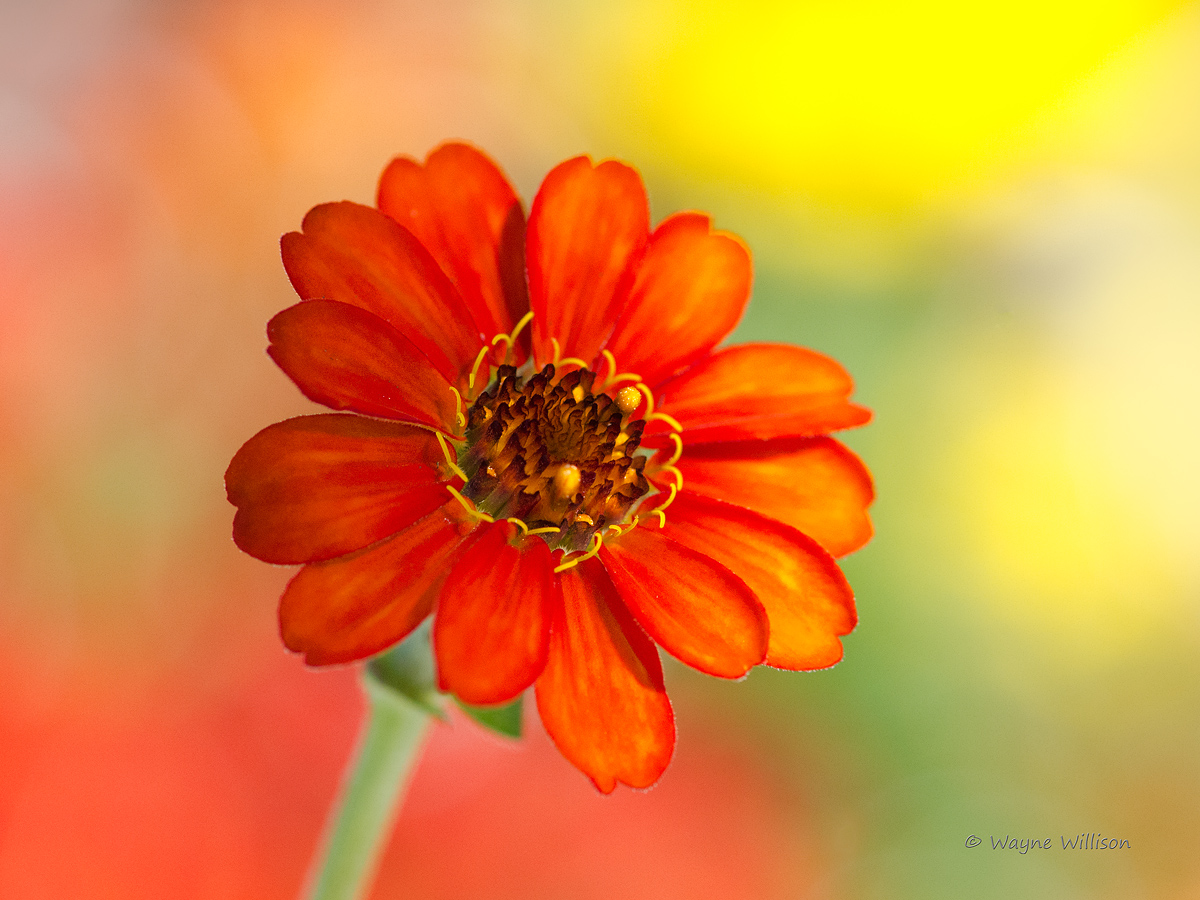 In Morning Sunshine