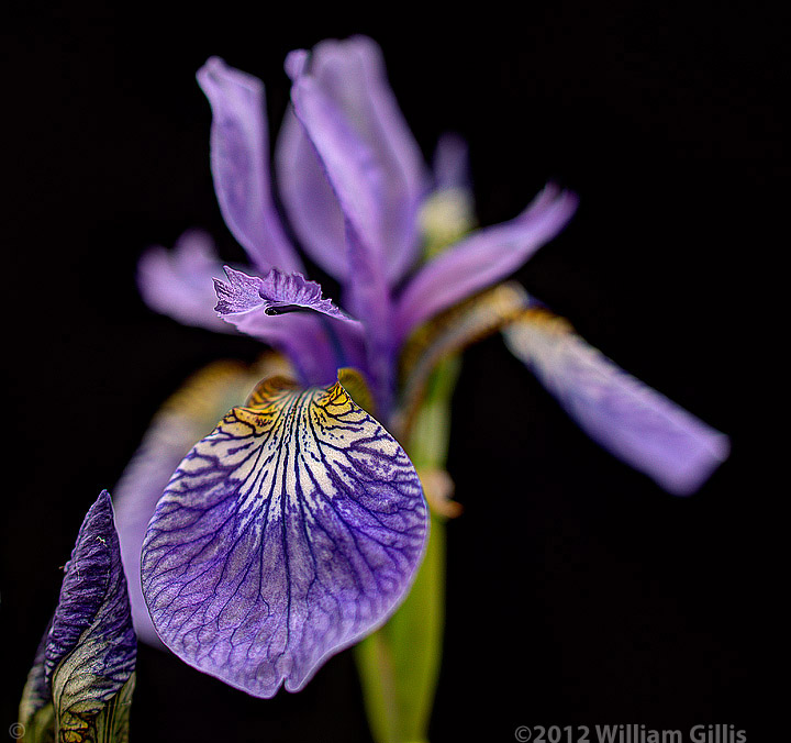 Siberian Iris