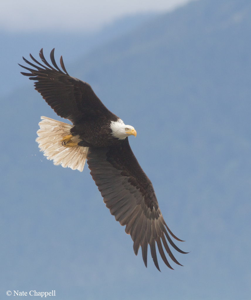 Bald Eagle
