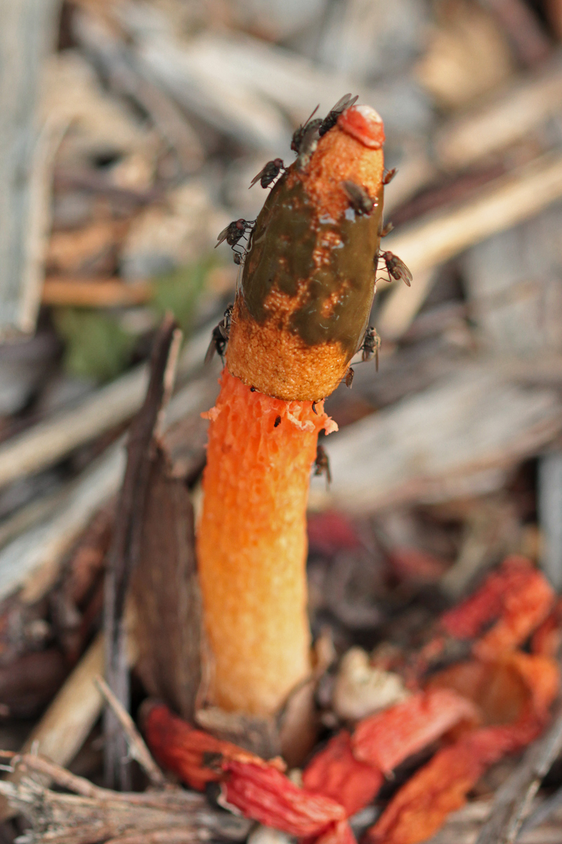 Stink pot & flies