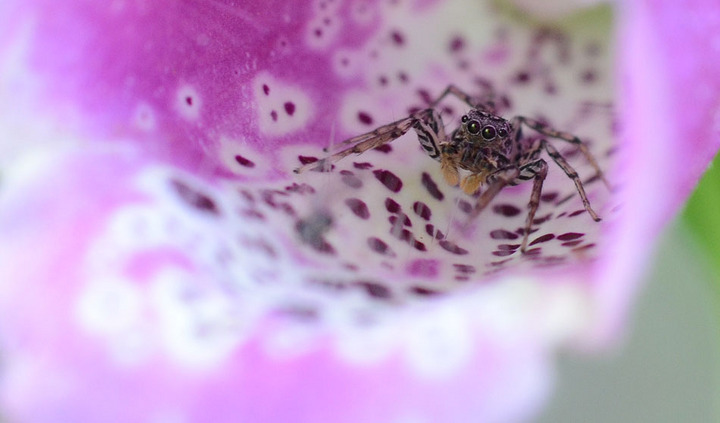 Jumping Spider
