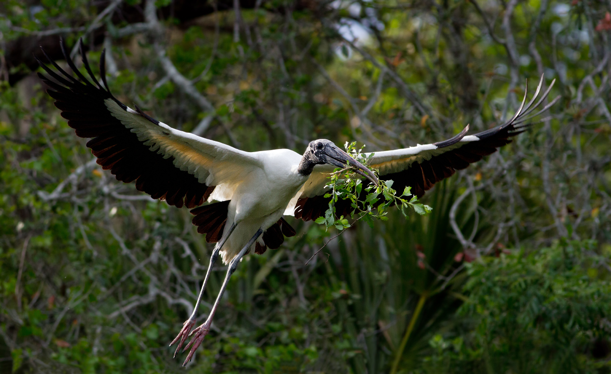 Wood Stork