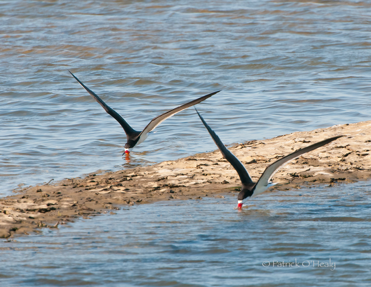 Black Skimmers