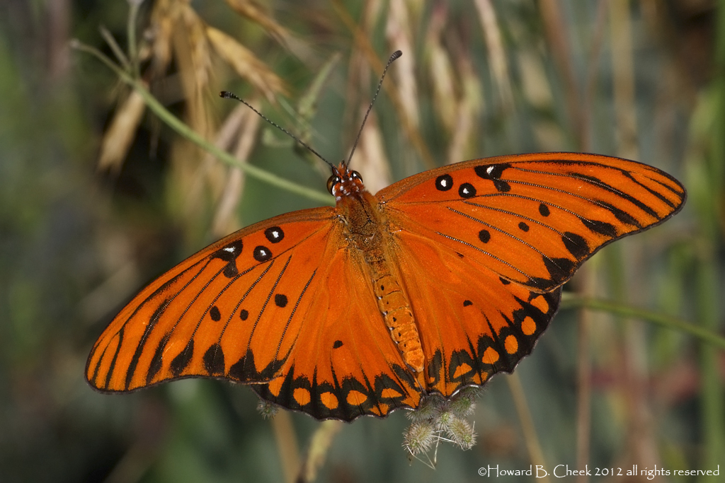 Fritillary Grasslands