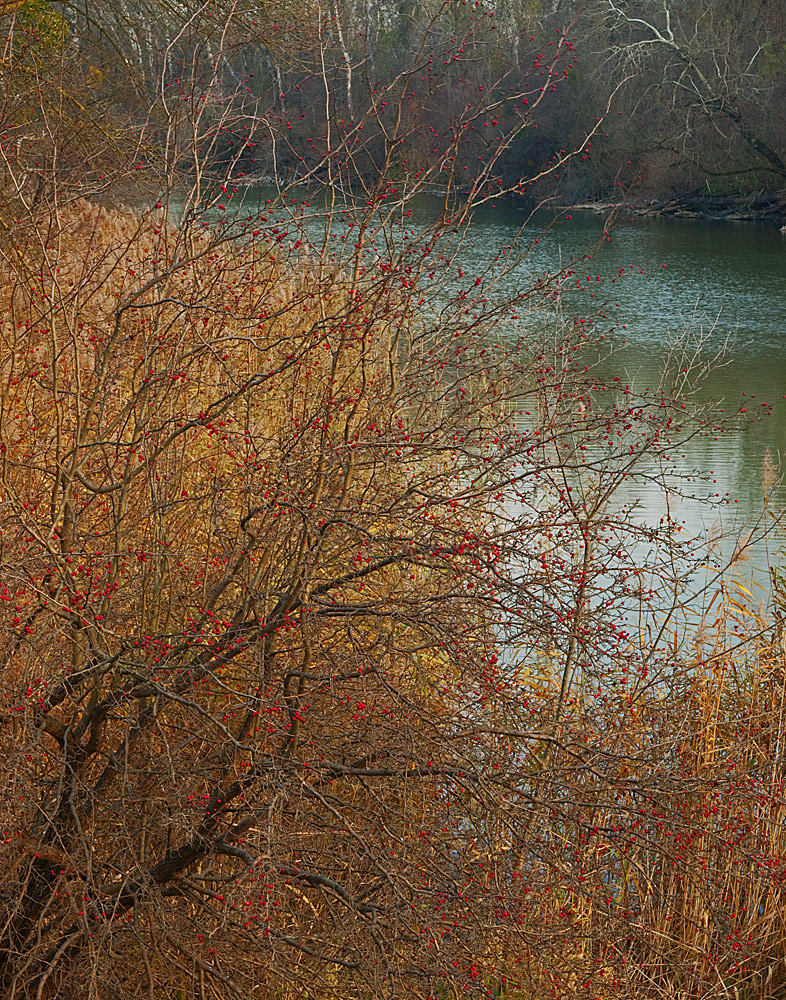 Autumn Reflections