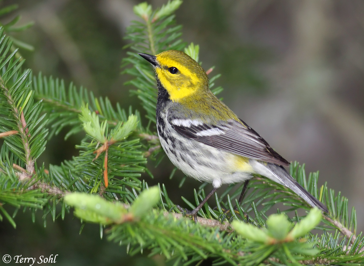 B.Throated Green Warbler