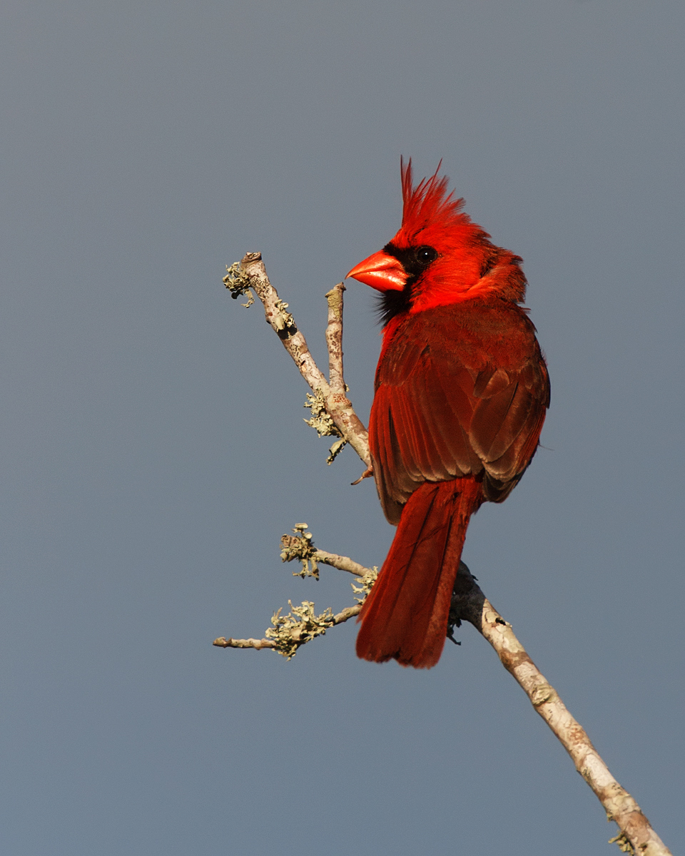 Cardinal