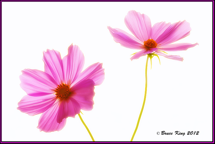 Cosmos High Key
