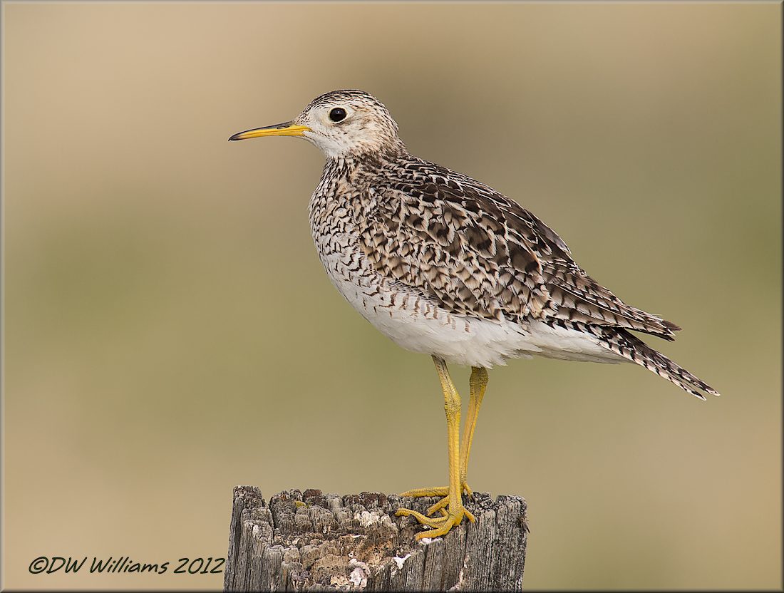 Upland Sandpiper