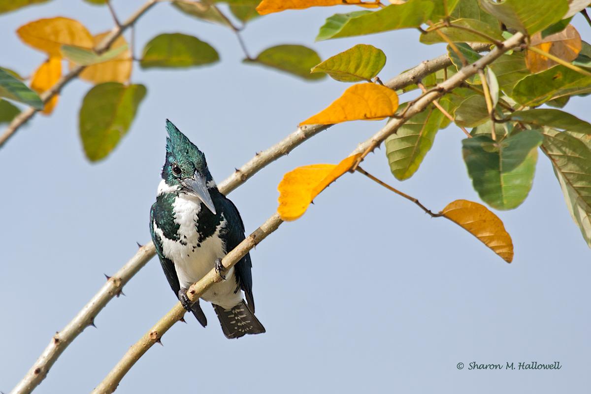 Amazon Kingfisher