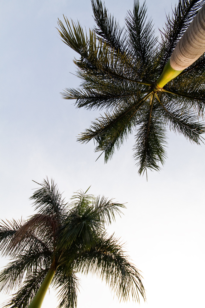 Palm Abstract ..?