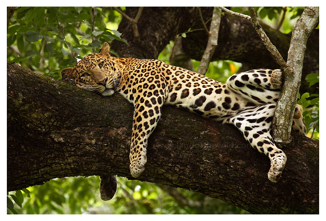 ~ Siesta ~